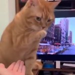 Cat reject GIF Template