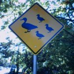 Duck crossing - Salem, Oregon