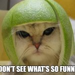 Cat With Lime Football Helmet - I don't see what's so funny! | I DON'T SEE WHAT'S SO FUNNY! | image tagged in cat with lime football helmet,i don't see what's so funny | made w/ Imgflip meme maker