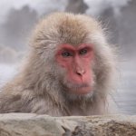 Snow Monkey