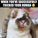 tricked bunny | WHEN YOU’VE SUCCESSFULLY TRICKED YOUR HUMAN 😏; @BUNDERFUL THUMPING MEMES | image tagged in hehe,rabbits | made w/ Imgflip meme maker