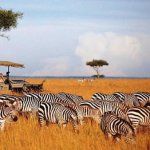 Kenya Wildlife Safari Packages