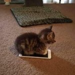 Cat Sitting Phone