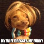 phteven dog | MY WIFE DRESSES ME FUNNY | image tagged in phteven dog | made w/ Imgflip meme maker