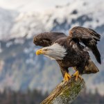 Bald Eagle challenges a windmill