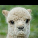 Disappointed alpaca