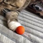 C A T ! ! ! GIF Template