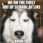 original pissed off husky | ME ON THE FIRST DAY OF SCHOOL BE LIKE; BRUH... | image tagged in original pissed off husky | made w/ Imgflip meme maker