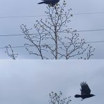 Crow fly away template