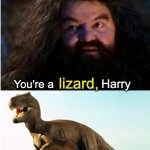you're a lizard Harry meme