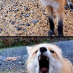 Insert Angry Fox noises | *ANGWY FAXXIE NOISES* | image tagged in how can you x | made w/ Imgflip meme maker