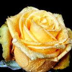 Yellow Rose