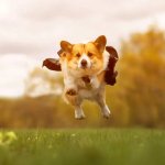 Corgis go crazy