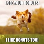 I SEE YOUR DONUTS corgi | I SEE YOUR DONUTS! I LIKE DONUTS TOO! | image tagged in corgis go crazy | made w/ Imgflip meme maker