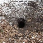 Skunk Den Hole burrow Winter
