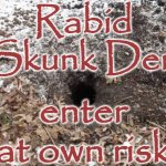 Rabid Skunk Den -Enter at own risk | Rabid Skunk Den; enter at own risk | image tagged in skunk den hole burrow winter,skunk,funny signs,humo,joke,animal | made w/ Imgflip meme maker