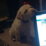 Dog biting Laptop