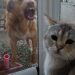 Cat and angry dog