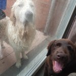Dog in rain and dog laughing