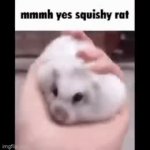 mhmm yes squishy rat GIF Template