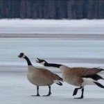Geese template