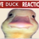 Live duck reaction