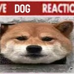 Live dog reaction