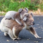Clingy Koala