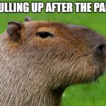 Anonymous Capybara | NO PULLING UP AFTER THE PARTY? | image tagged in anonymous capybara | made w/ Imgflip meme maker