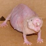 Jobe