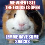 Guinea Pig | ME WHEN I SEE THE FRIDGE IS OPEN; LEMME HAVE SOME 
SNACKS | image tagged in guinea pig | made w/ Imgflip meme maker