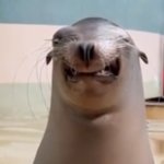 smiling sea lion