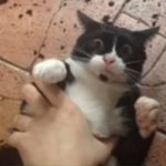 Cat getting grabbed