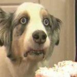 Thousand-Yard Stare Dog meme