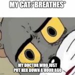 True story, except she didn't breath, and she was a bad cat anyways, and this was in 2014 | MY CAT:*BREATHES*; MY DOCTOR WHO JUST PUT HER DOWN A HOUR AGO | image tagged in confused tom | made w/ Imgflip meme maker