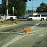Why did the chicken cross the road meme