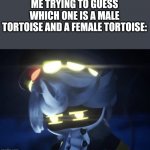 What's the difference | ME TRYING TO GUESS WHICH ONE IS A MALE TORTOISE AND A FEMALE TORTOISE: | image tagged in umm n,murder drones,tortoise,animals | made w/ Imgflip meme maker