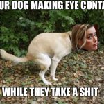 Dog pooping  | YOUR DOG MAKING EYE CONTACT; WHILE THEY TAKE A SHIT | image tagged in dog pooping,amber heard,johnny depp | made w/ Imgflip meme maker