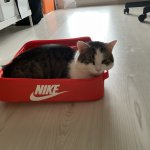 Cat in a shoe box