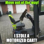 Cat stole a cart! | Move out of the way! I STOLE A MOTORIZED CART! | image tagged in cart cat | made w/ Imgflip meme maker