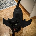 bat cat