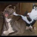 cat kung fu fighting