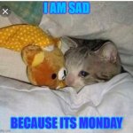 Sad cat | I AM SAD; BECAUSE ITS MONDAY | image tagged in sad cat | made w/ Imgflip meme maker