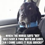 black lab wide eyed dog | WHEN THE NURSE SAYS "HEY I JUST SENT A TUBE WITH NO LABEL, CAN I COME LABEL IT REAL QUICK?" | image tagged in black lab wide eyed dog | made w/ Imgflip meme maker