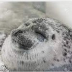 Happy seal