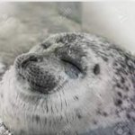 Happy seal meme