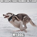 Running dog | ME DROPS FOOD CRUMBS ON FLOOR; MY DOG: | image tagged in running dog | made w/ Imgflip meme maker