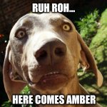 Uh oh | RUH ROH... HERE COMES AMBER | image tagged in uh oh | made w/ Imgflip meme maker