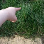 AFM tells you to touch grass meme