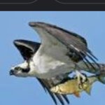 Osprey with fish Meme Generator - Imgflip